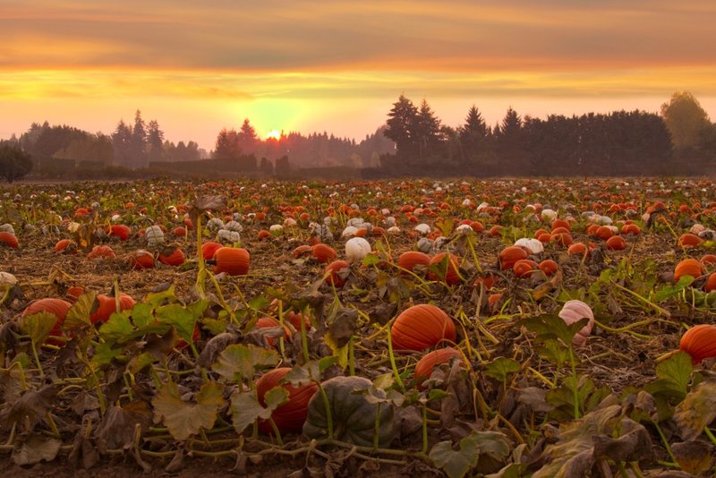 Pumpkins growing in a field beneath a warm sunset