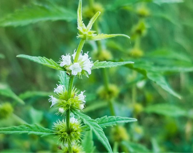 Green leaves and small white flowers on a plant