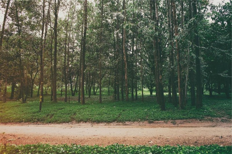 A quiet path beside green woodland