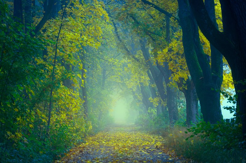 Sunlight falling across a path through a leafy forest