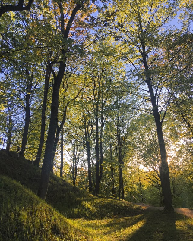 A grassy walking path through sunlit woodland