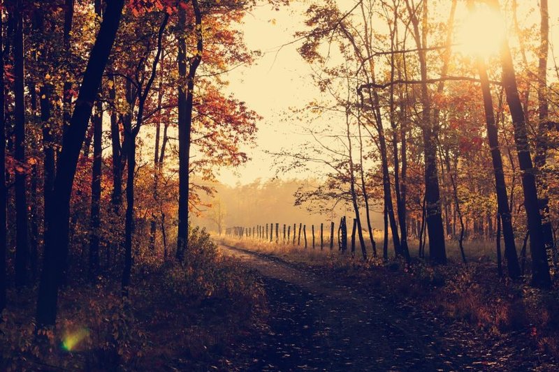 Warm sunlight falling across a quiet path through trees