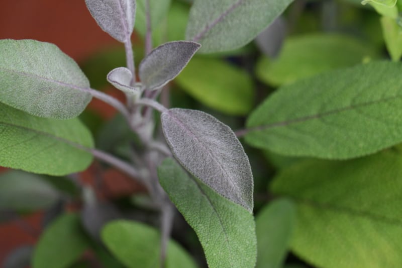 Soft green sage leaves growing outdoors