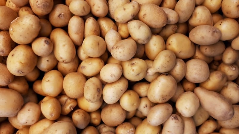 A close view of a pile of raw potatoes