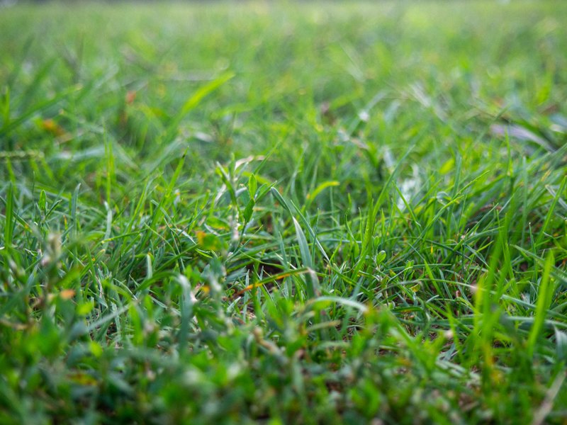 Green grass in soft morning light