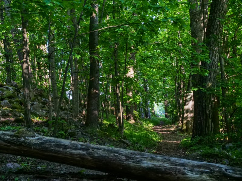 A quiet woodland path surrounded by green trees