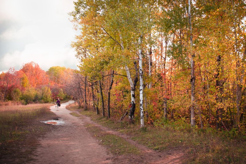 A winding path through autumn trees with a distant walker