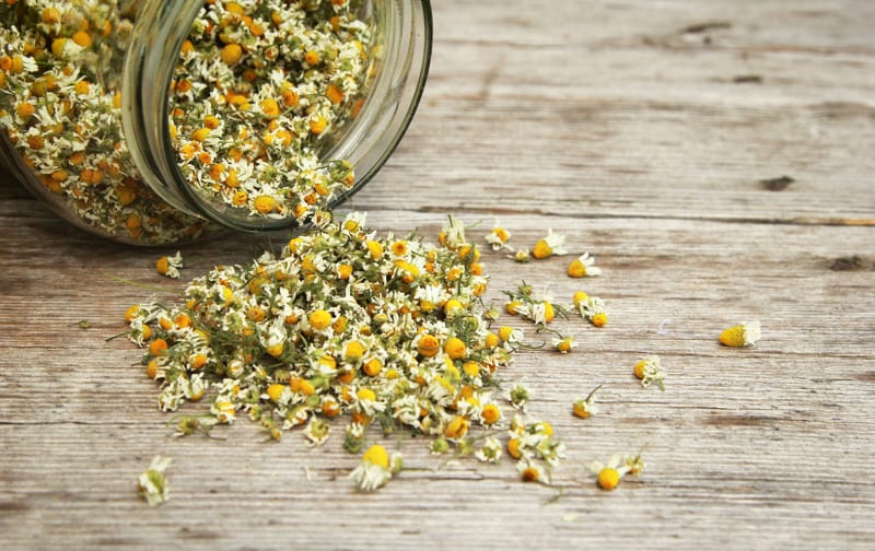 Dried chamomile flowers spilling from a jar onto a wooden surface